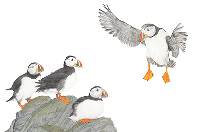 illustration of puffins on rock on the left and a puffin in flight on right