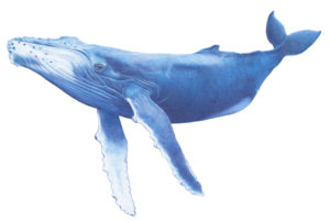 illustration humpback whale